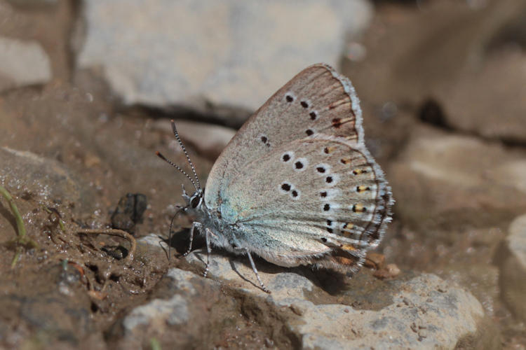 Satyrium ledereri: Bild 14