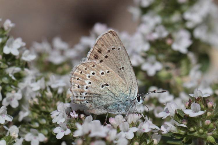 Satyrium ledereri: Bild 15