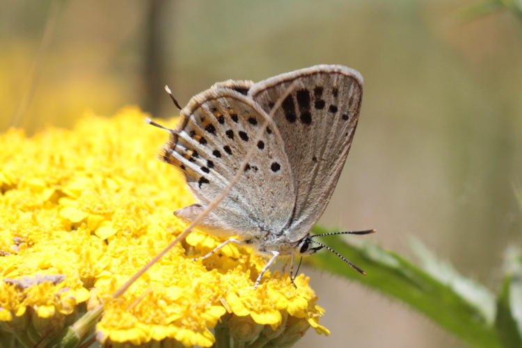 Satyrium hyrcanica: Bild 19