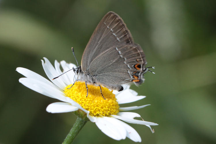 Satyrium abdominalis: Bild 1