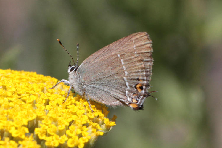 Satyrium acaciae: Bild 12