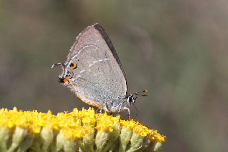 Satyrium acaciae: Bild 13