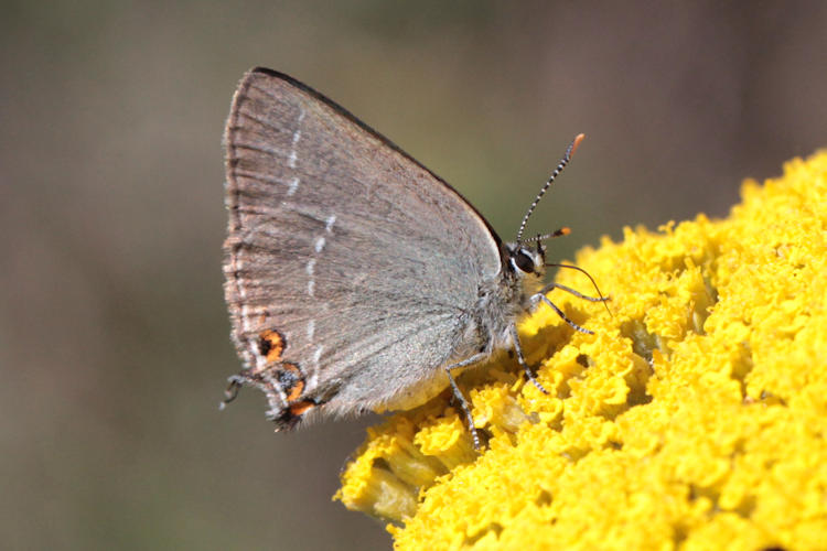 Satyrium acaciae: Bild 15