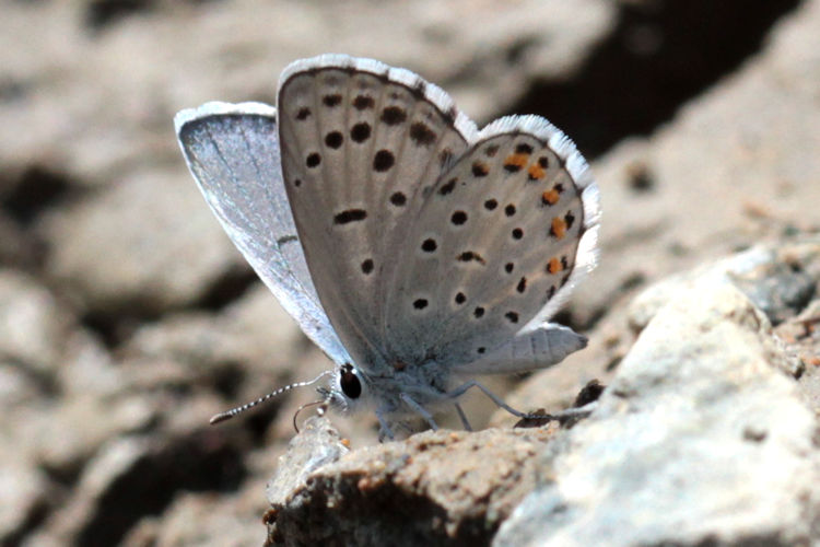 Pseudophilotes vicrama schiffermuelleri: Bild 28