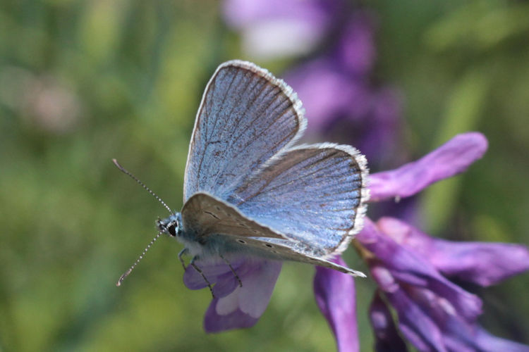 Polyommatus thersites: Bild 6