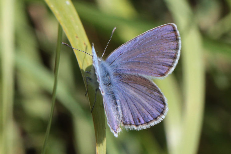 Kretania zephyrinus: Bild 2