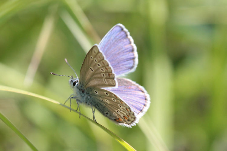Plebejus zephyrinus: Bild 7