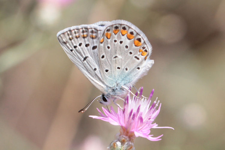 Polyommatus icarus: Bild 47