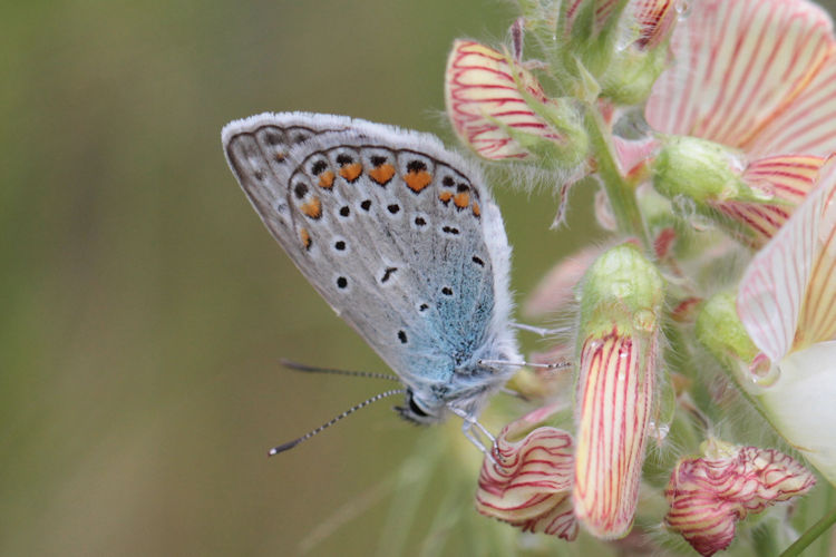 Polyommatus icarus: Bild 48