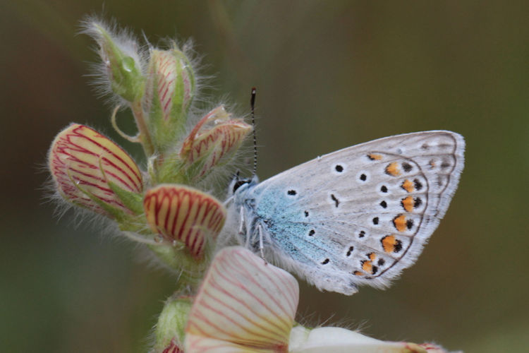 Polyommatus icarus: Bild 49