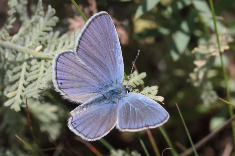 Polyommatus icarus: Bild 14