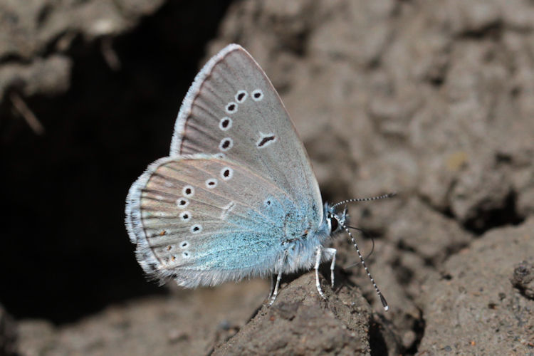 Cyaniris semiargus bellis: Bild 20