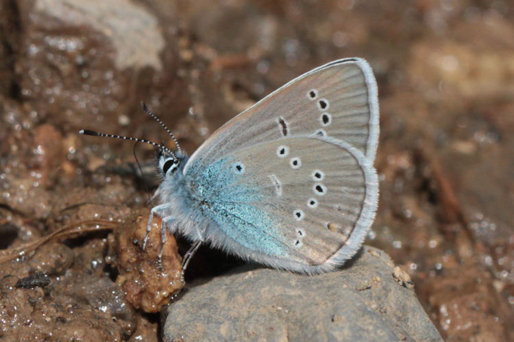 Cyaniris semiargus bellis: Bild 21