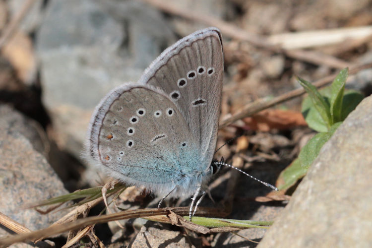 Cyaniris semiargus bellis: Bild 22