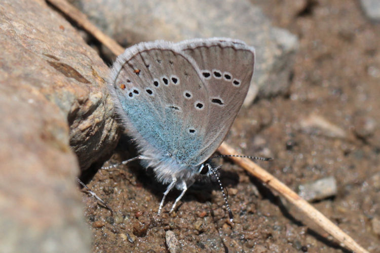 Cyaniris semiargus bellis: Bild 23