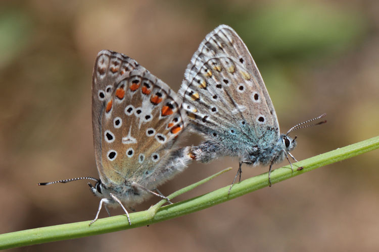 Lysandra bellargus: Bild 58