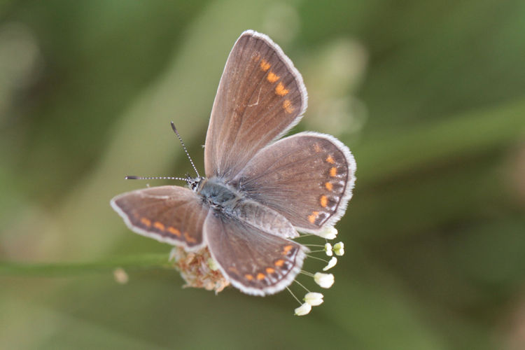 Polyommatus amandus: Bild 14