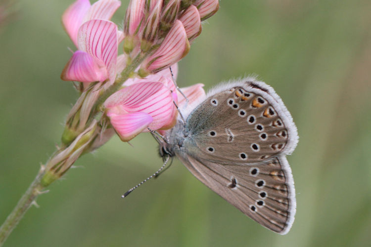 Polyommatus amandus: Bild 37