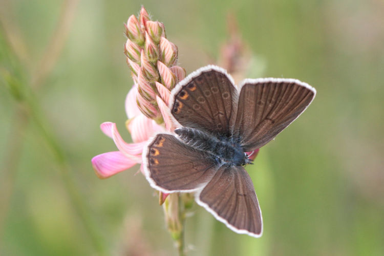 Polyommatus amandus: Bild 15