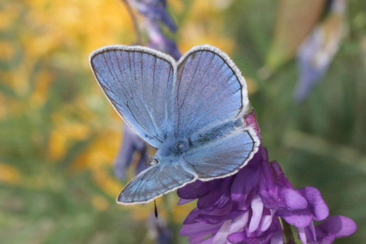 Polyommatus amandus: Bild 8