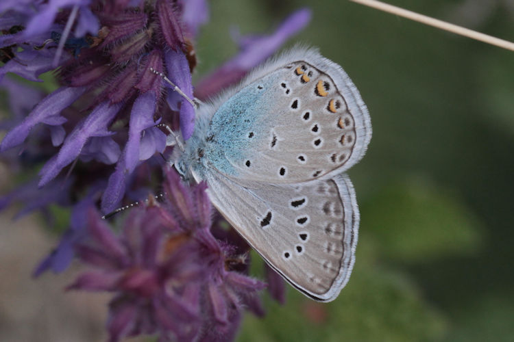 Polyommatus amandus: Bild 27