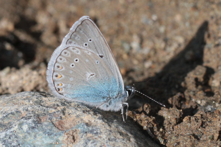 Polyommatus amandus: Bild 28