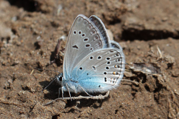 Polyommatus amandus: Bild 29