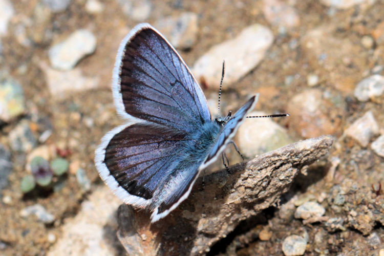 Plebejus argus bella: Bild 1