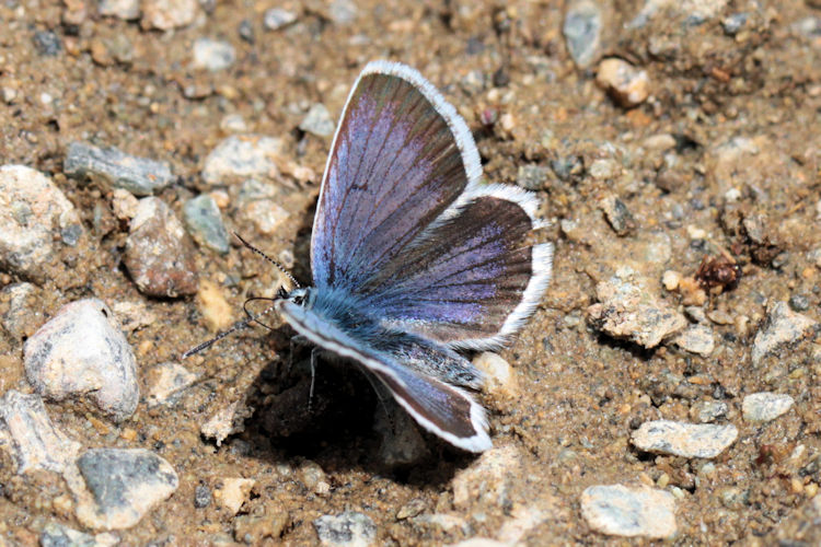 Plebejus argus bella: Bild 2