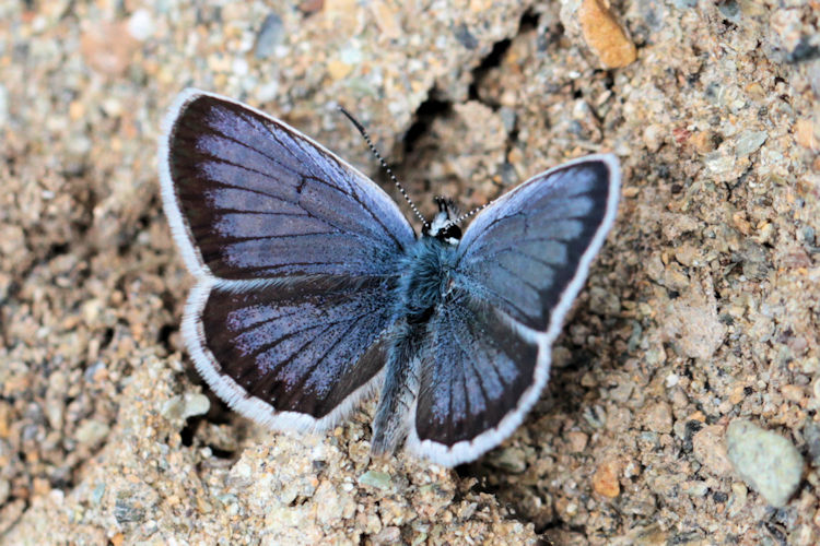 Plebejus argus bella: Bild 3