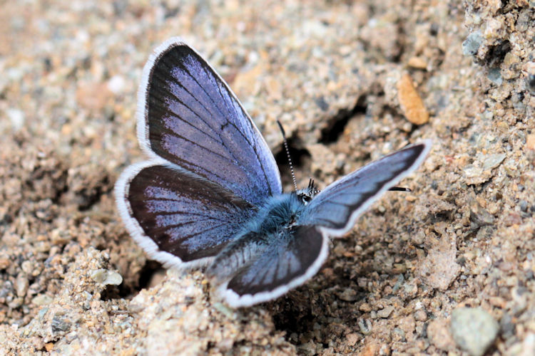 Plebejus argus bella: Bild 4