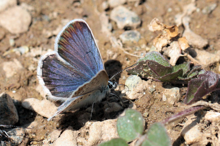 Plebejus argus bella: Bild 6