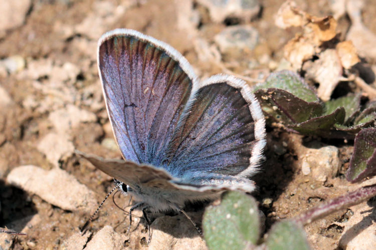 Plebejus argus bella: Bild 7