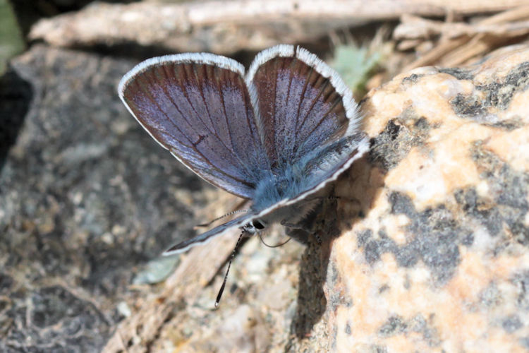 Plebejus argus bella: Bild 8