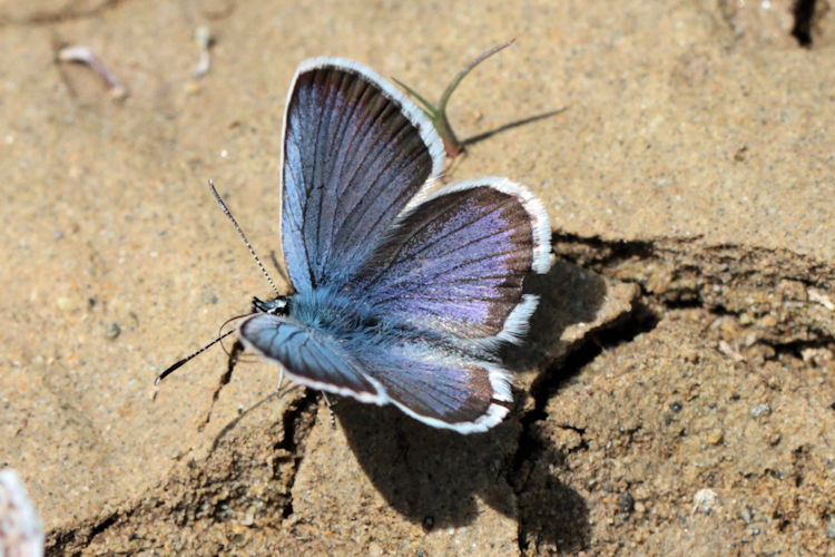 Plebejus argus bella: Bild 10