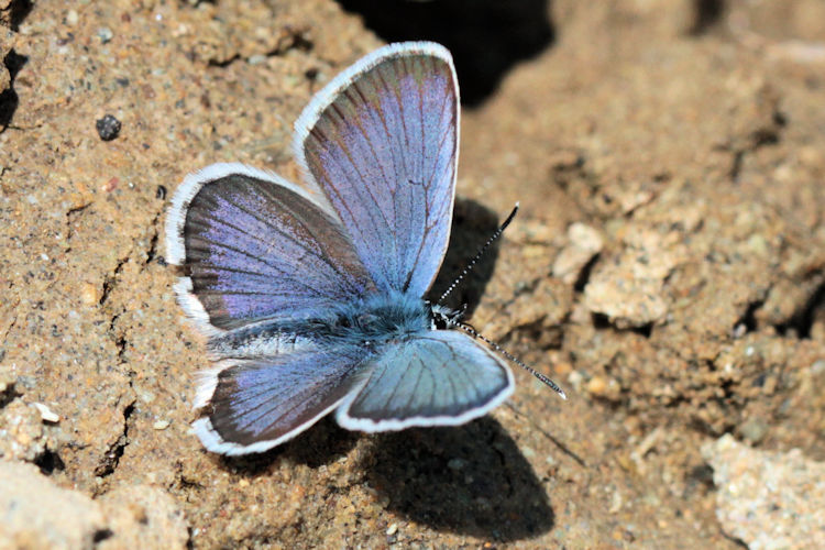 Plebejus argus bella: Bild 11