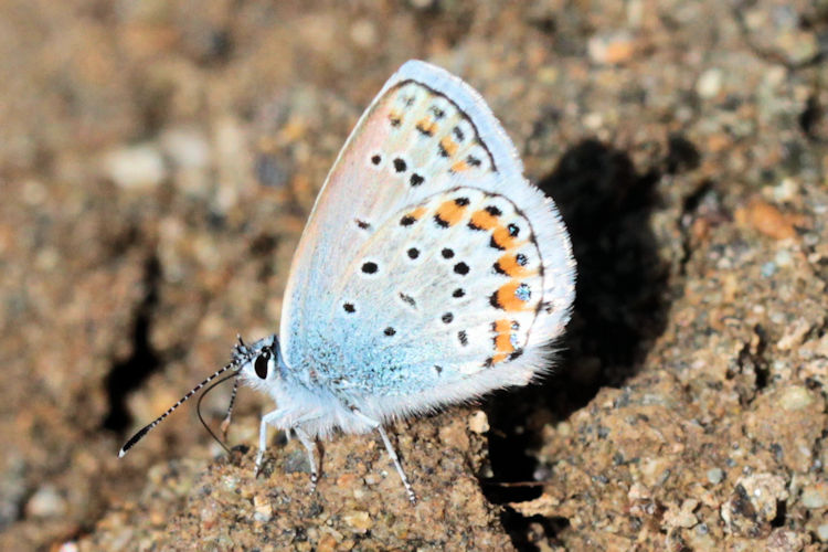 Plebejus argus bella: Bild 21