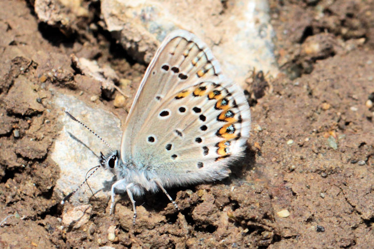 Plebejus argus bella: Bild 23