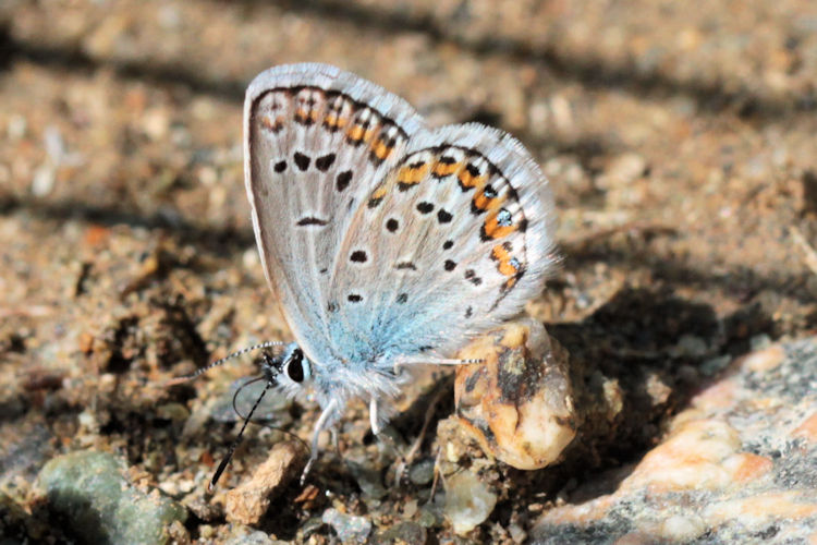 Plebejus argus bella: Bild 24