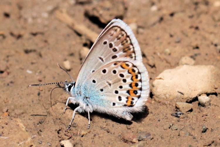 Plebejus argus bella: Bild 25