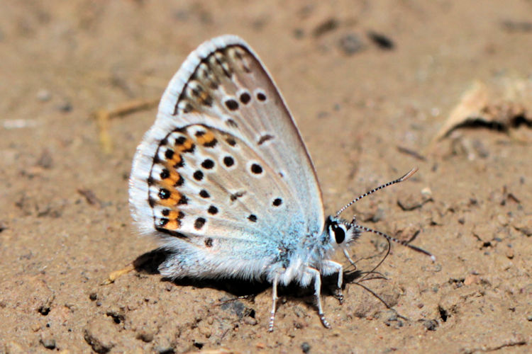 Plebejus argus bella: Bild 26