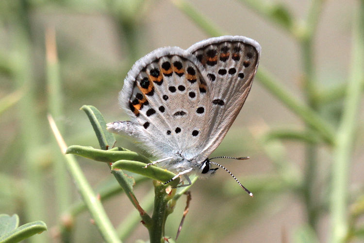 Plebejus christophi transcaucasicus: Bild 10