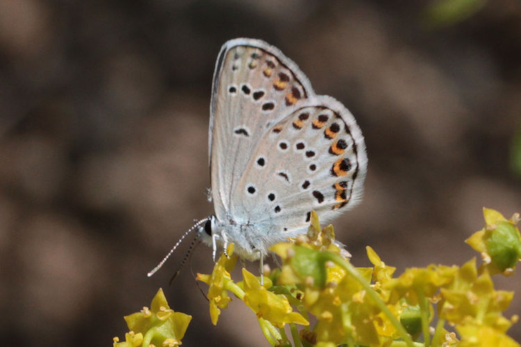 Plebejus christophi transcaucasicus: Bild 11