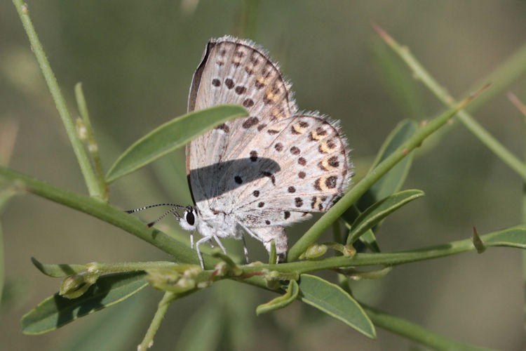 Plebejus christophi transcaucasicus: Bild 13