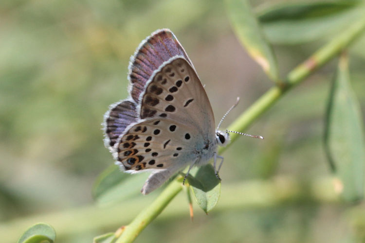 Plebejus christophi transcaucasicus: Bild 12