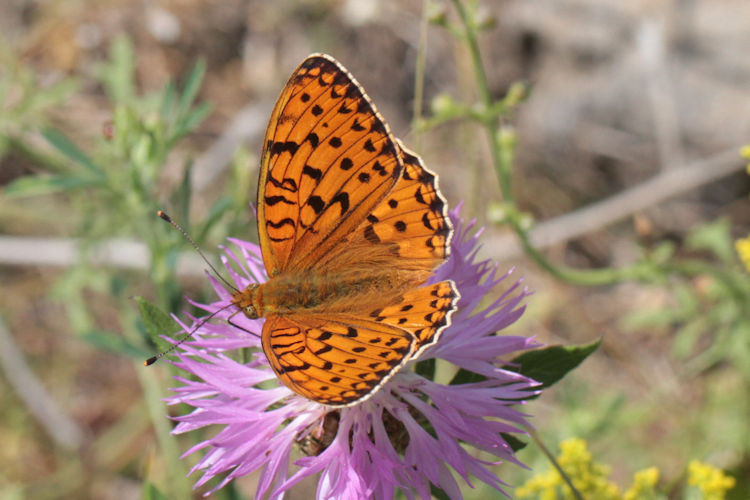 Fabriciana niobe gigantea: Bild 5