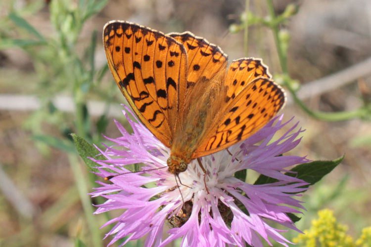 Fabriciana niobe gigantea: Bild 6