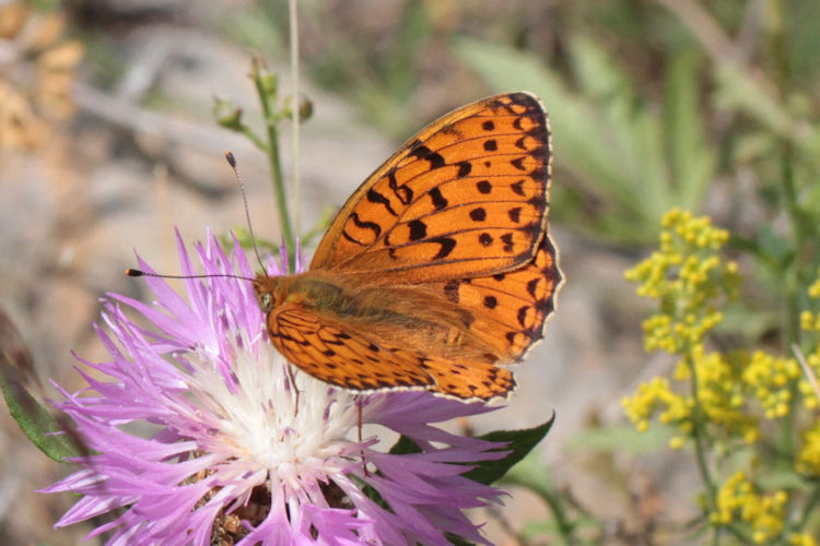 Fabriciana niobe gigantea: Bild 7