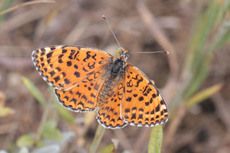 Melitaea persea: Bild 7