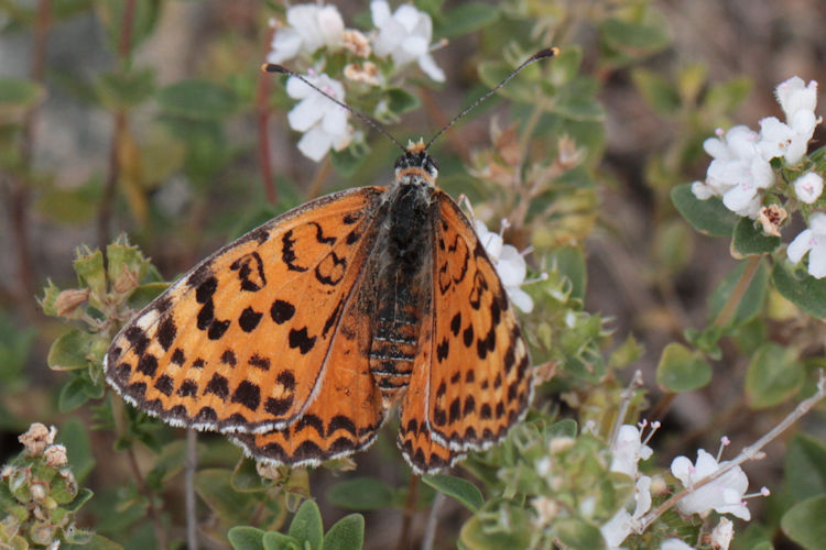 Melitaea persea: Bild 8